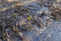 Melting snow in forest. Spring. thawing areas