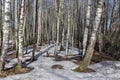 Melting snow in forest. Spring. thawing areas