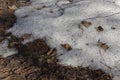 Melting snow in forest. Spring. thawing areas