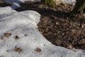 Melting snow in forest. Spring. thawing areas