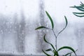 Melting snow on the glass, drops of water condensation on the window, and transparent glass of the window in cold winter, winter Royalty Free Stock Photo