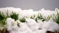 Melting snow on green grass close up, warm spring day, rebirth of life concept Royalty Free Stock Photo