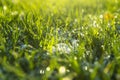 Melting snow on green grass - Maidenhead UK