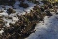 Melting snow on the ground and streamlet during the spring thaw Royalty Free Stock Photo