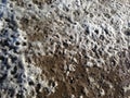 Melting snow on the muddy road Royalty Free Stock Photo