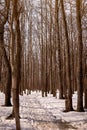 Melting snow on the path in the park. Spring trees. The awakening of nature Royalty Free Stock Photo