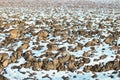 Melting snow on plowed soil. Spring view of plowed field. Royalty Free Stock Photo