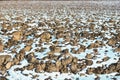 Melting snow on plowed soil. Spring view of plowed field. Royalty Free Stock Photo