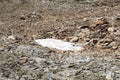 Melting snow between rocks