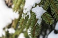 Melting snow on spruce branches, evergreen spruce with the snow melting, beautiful spruce