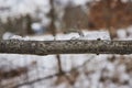 Melting Snow on Tree Branch, Winter to Spring Transition, Close-Up Perspective Royalty Free Stock Photo