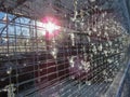 Melting snow on weld mesh. Sun flare light effects. Royalty Free Stock Photo