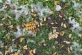 Melting snow and yellow and brown fallen leaves covering greenery Royalty Free Stock Photo