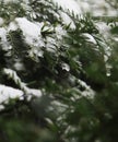 Thawing Snowfall: Icy snow on green coniferous branches