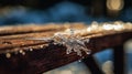 Melting Snowflake on Wooden Bench