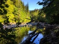 Pacific Northwest Forest River Pool for Fish Royalty Free Stock Photo