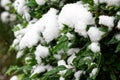 Melting white snow lies on green wet leaves. Selective focus