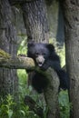 Sloth bear cub on a branch Royalty Free Stock Photo