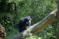 Sloth bear cub on a log Royalty Free Stock Photo