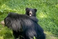 Sloth bear cub with mother Royalty Free Stock Photo