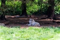 Melville Island wolf (Canis lupus arctos) resting under the trees looking aside