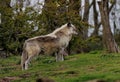 Melville Island Wolf (Canis lupus arctos) standing atop a lush green hillside