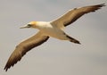 Australasian Gannet in New Zealand