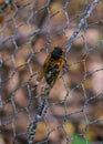 A member of Brood X Periodical Cicadas with wings damaged during ecdysis, clings to a fence Royalty Free Stock Photo