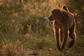 BACKLIT CHACMA BABOON 10