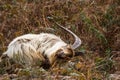 Wild mountain goat, feral scratching itself and looking to camera