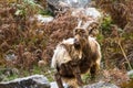 Wild mountain goat, feral scratching itself, landscape