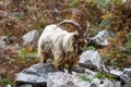 Wild mountain goat, feral showing horns amongst bracken standing on rocks