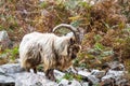 Wild mountain goat, feral showing horns amongst bracken standing on rocks