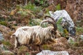 Wild mountain goat, feral showing horns amongst bracken