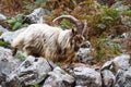 Wild mountain goat, feral showing horns amongst bracken walking on rocks