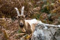 Wild mountain goat, feral showing horns amongst bracken looking at camera