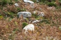 Wild mountain goat, feral in fern bracken and rocky area, landscape, back to camera