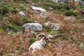 Wild mountain goat, feral in fern bracken and rocky area, landscape