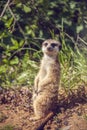 Member of a family of meerkats suricata seeds as well as insects on guard on the lawn with green grass.