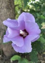 Purple Rose Of Sharon Royalty Free Stock Photo