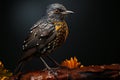 A member of the Turdidae family, Turdus merula is the common blackbird