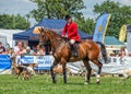 Worcestershire Foxhounds at the Hanbury Countryside Show, Worcestershire, England. Royalty Free Stock Photo