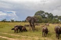 Elephant and buffalo walking together in savannah in African open vehicle safari in Zimbabwe, Imire Rhino & Wildlife Conservancy Royalty Free Stock Photo