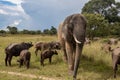 Members of big five African animals, elephant and buffalo in Imire national animal park