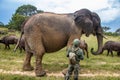 Members of big five African animals, elephant and buffalo in Imire national animal park, secured by ranger