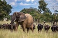 Members of big five African animals, elephant and buffalo walking together in savannah in African open vehicle safari in Zimbabwe