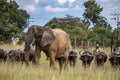 Members of big five African animals, elephant and buffalo walking together in savannah in African open vehicle safari in Zimbabwe