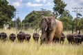 Members of big five African animals, elephant and buffalo walking together in savannah in African safari in Zimbabwe