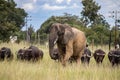 Members of big five African animals, elephant and buffalo walking together in savannah in African safari in Zimbabwe