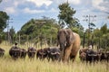 Members of big five African animals, elephant and buffalo walking together in savannah in African safari in Zimbabwe